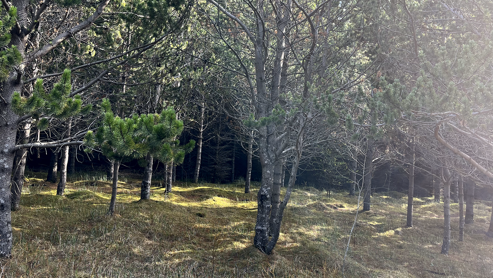 Skattaívilnanir í skógrækt