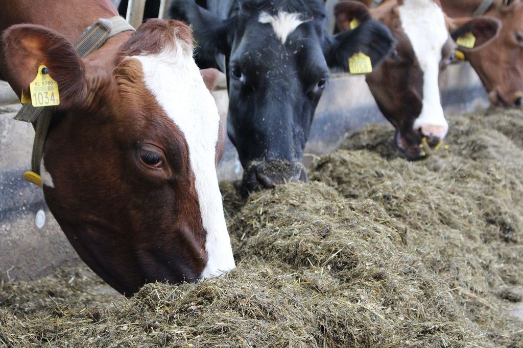 Af hverju að gefa nautgripum heilfóður?