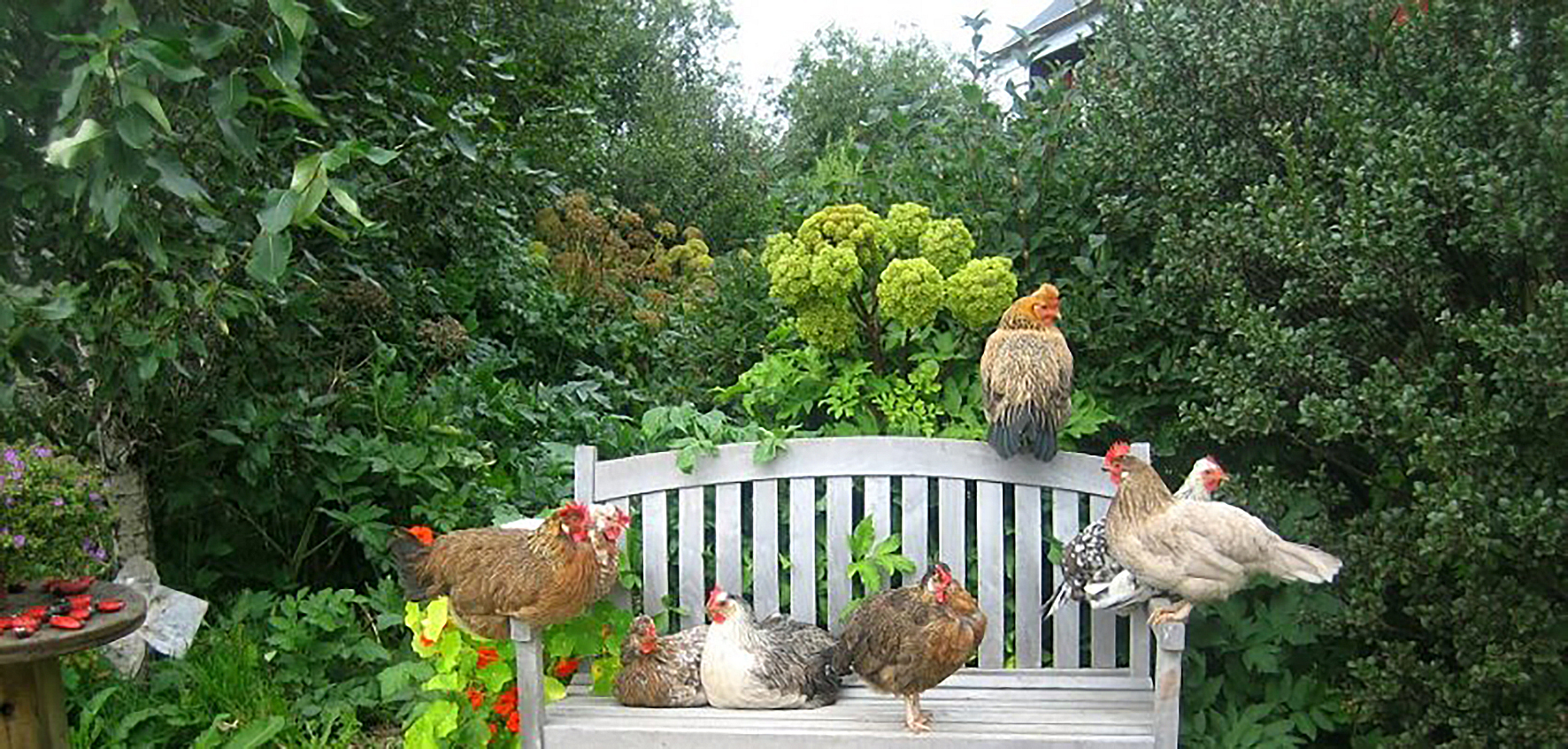 Matjurtirnar í heimilisgarðinum