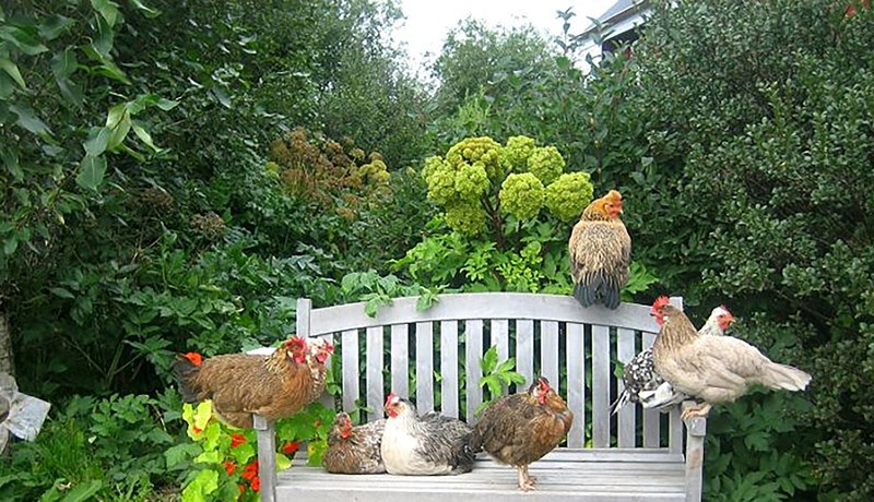 Matjurtirnar í heimilisgarðinum