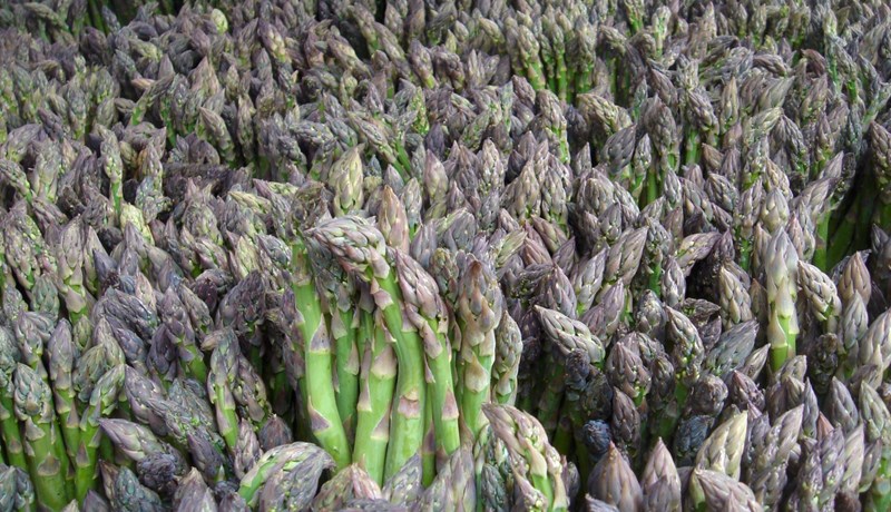 Spergill – ástartoppur Madame de Pompadour