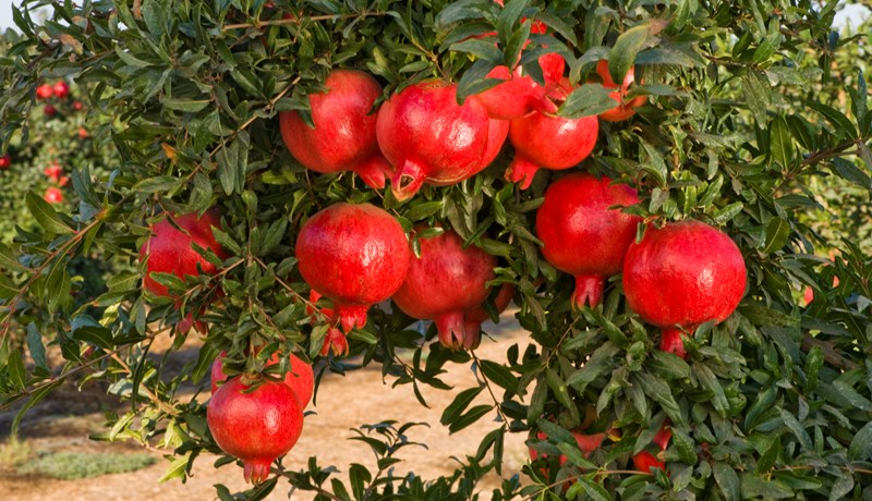 Granatepli - fræin jafnmörg og boð og bönn Gamla testamentisins