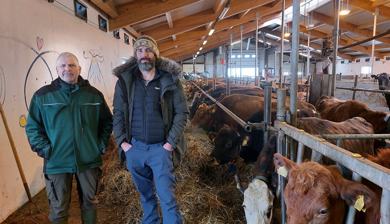 Ostar eru lokaafurð flókins og breytilegs framleiðsluferlis