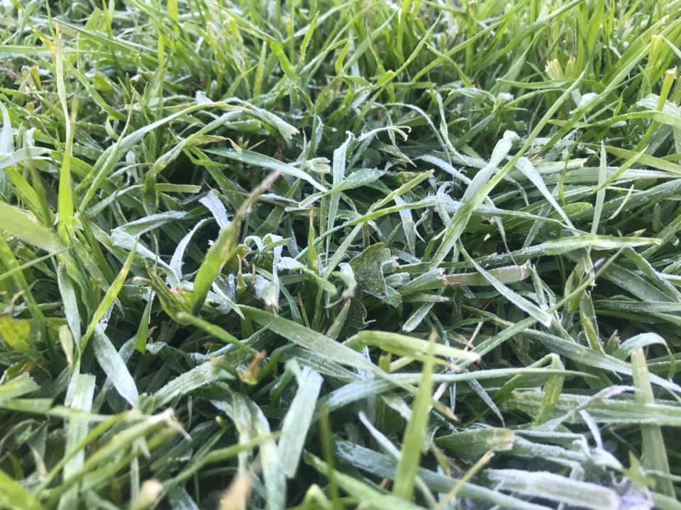 Allur vöxtur í gróðri stöðvaðist