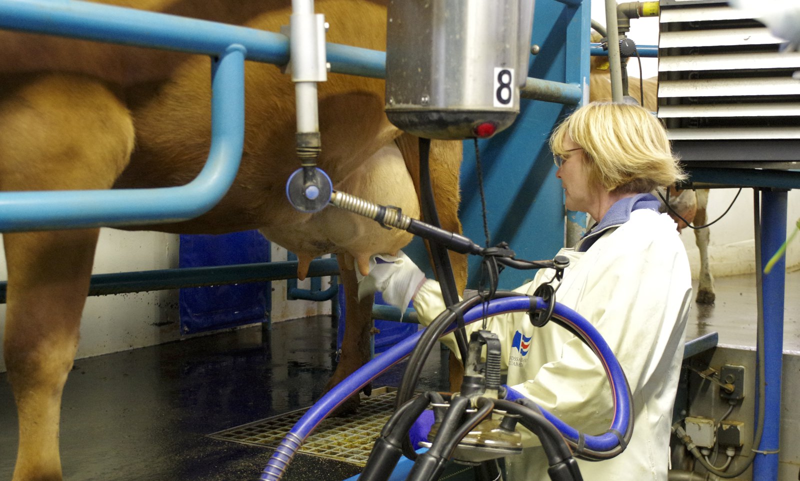 Greiðslumark á mjólk í 240 og hækkaði um 14,3%