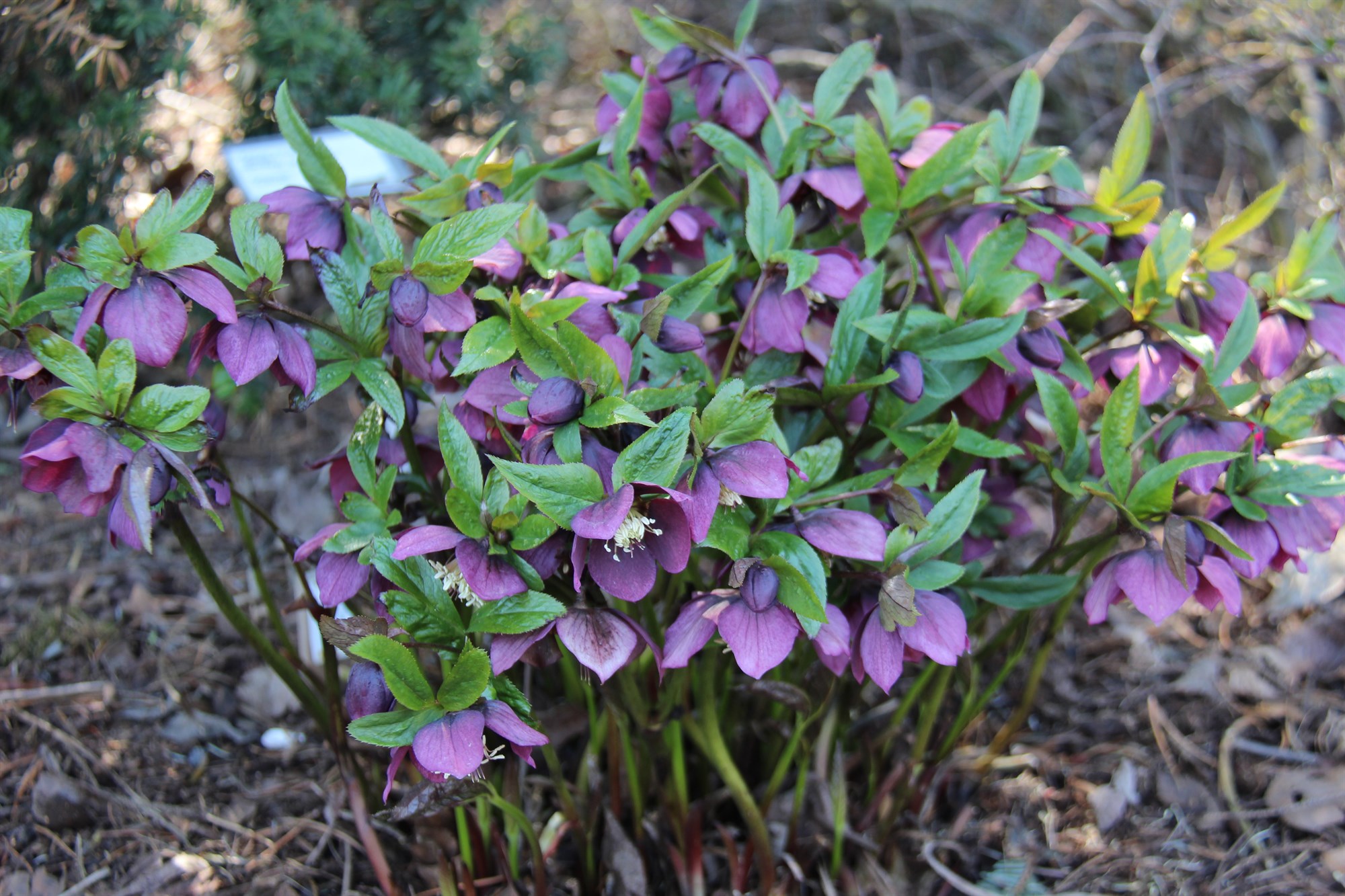 Plöntuleit Félags garðplöntuframleiðenda uppfærð
