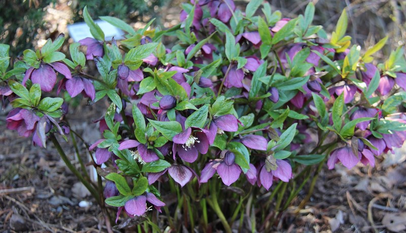 Plöntuleit Félags garðplöntuframleiðenda uppfærð
