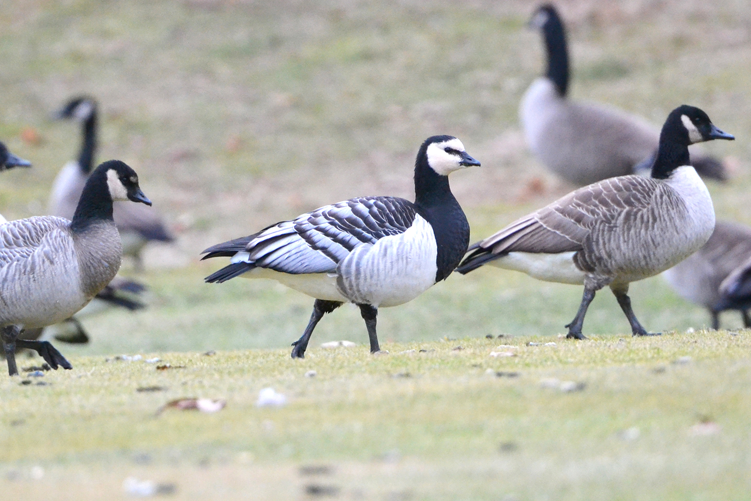 Helsinginn viðkvæmur og dregið úr veiðum
