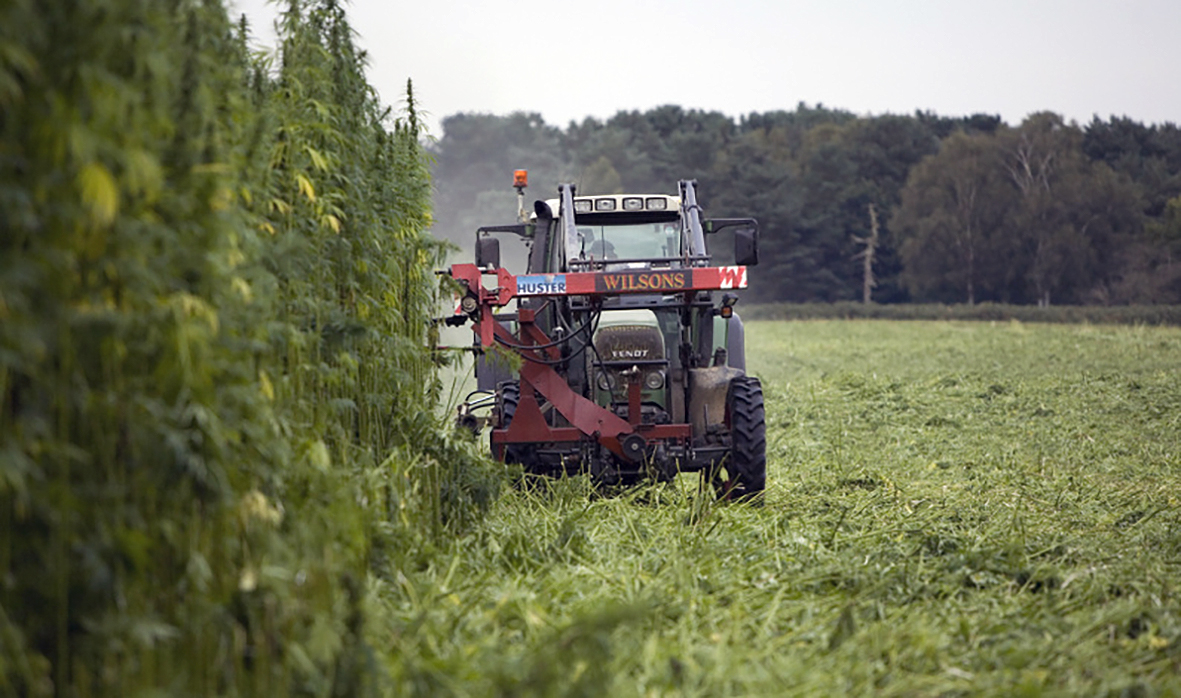 Ræktun iðnaðarhamps verður heimiluð með skilyrðum