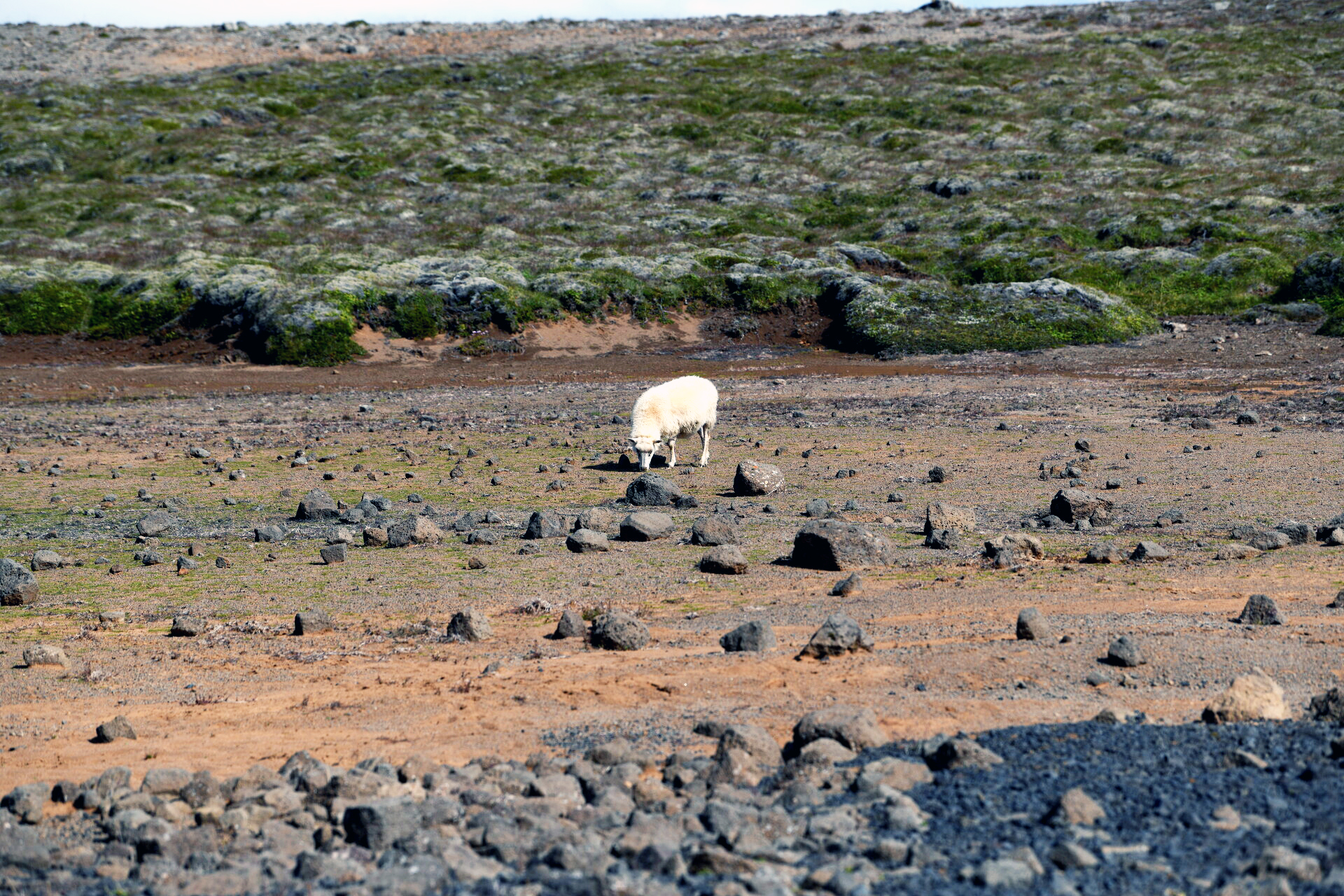 Sauðfé, lausaganga og gróðurvernd