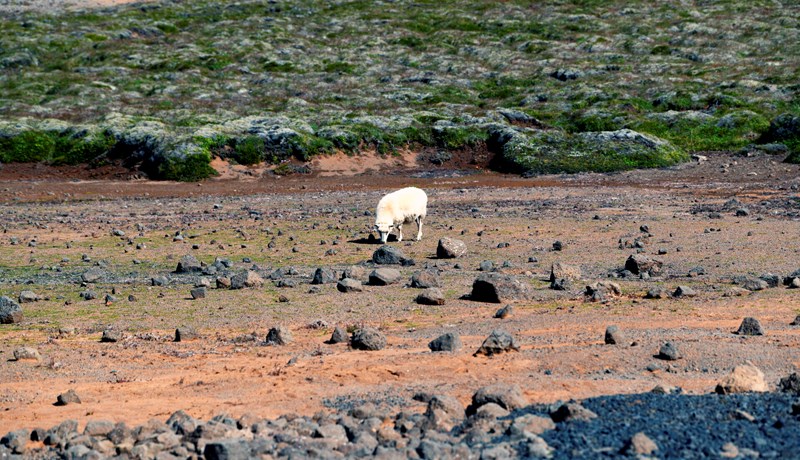 Sauðfé, lausaganga og gróðurvernd