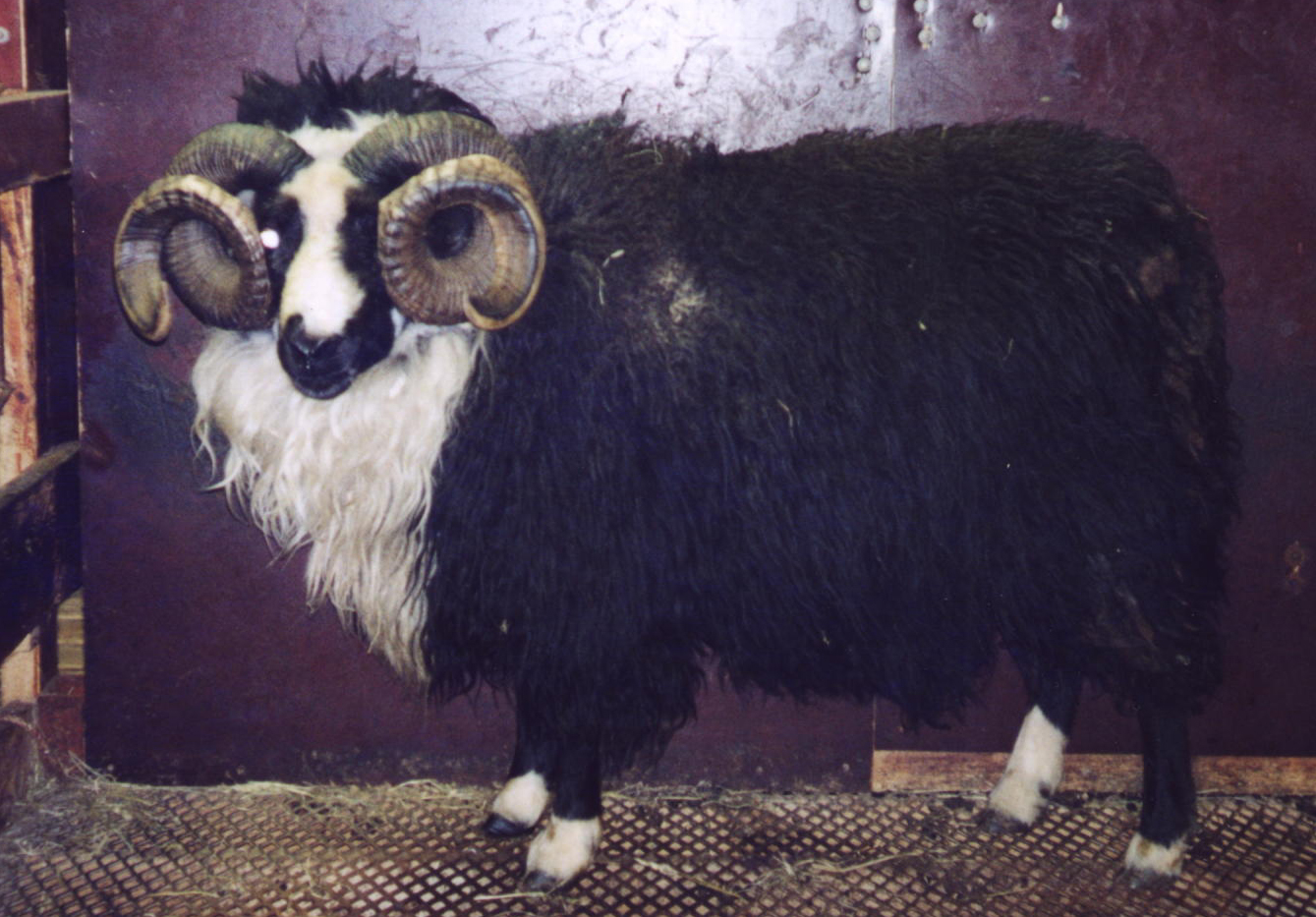 Litaerfðir hjá sauðfé