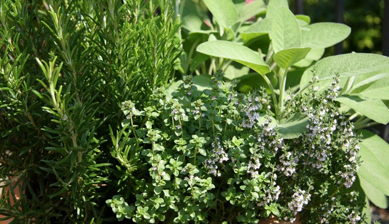 Krydd- og matjurtir - fyrir hobbýræktendur