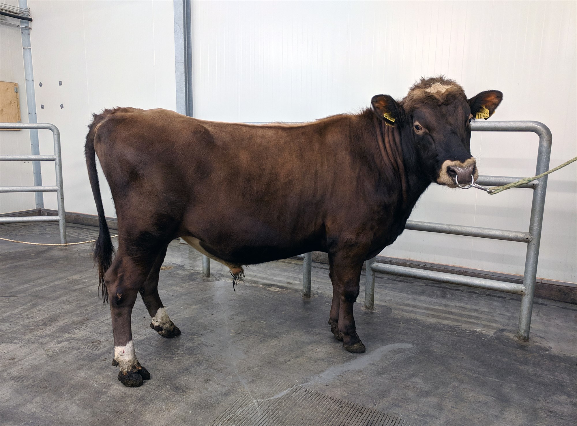 Nautaárgangurinn 2016 er að verða einn sá allra öflugasti