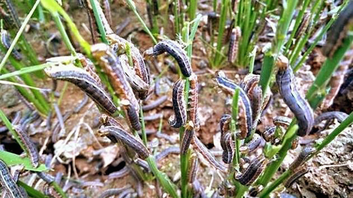 Skuggaleg herlirfa nálgast Evrópu