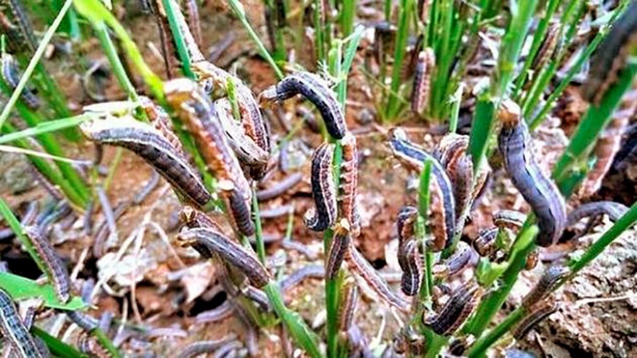 Skuggaleg herlirfa nálgast Evrópu