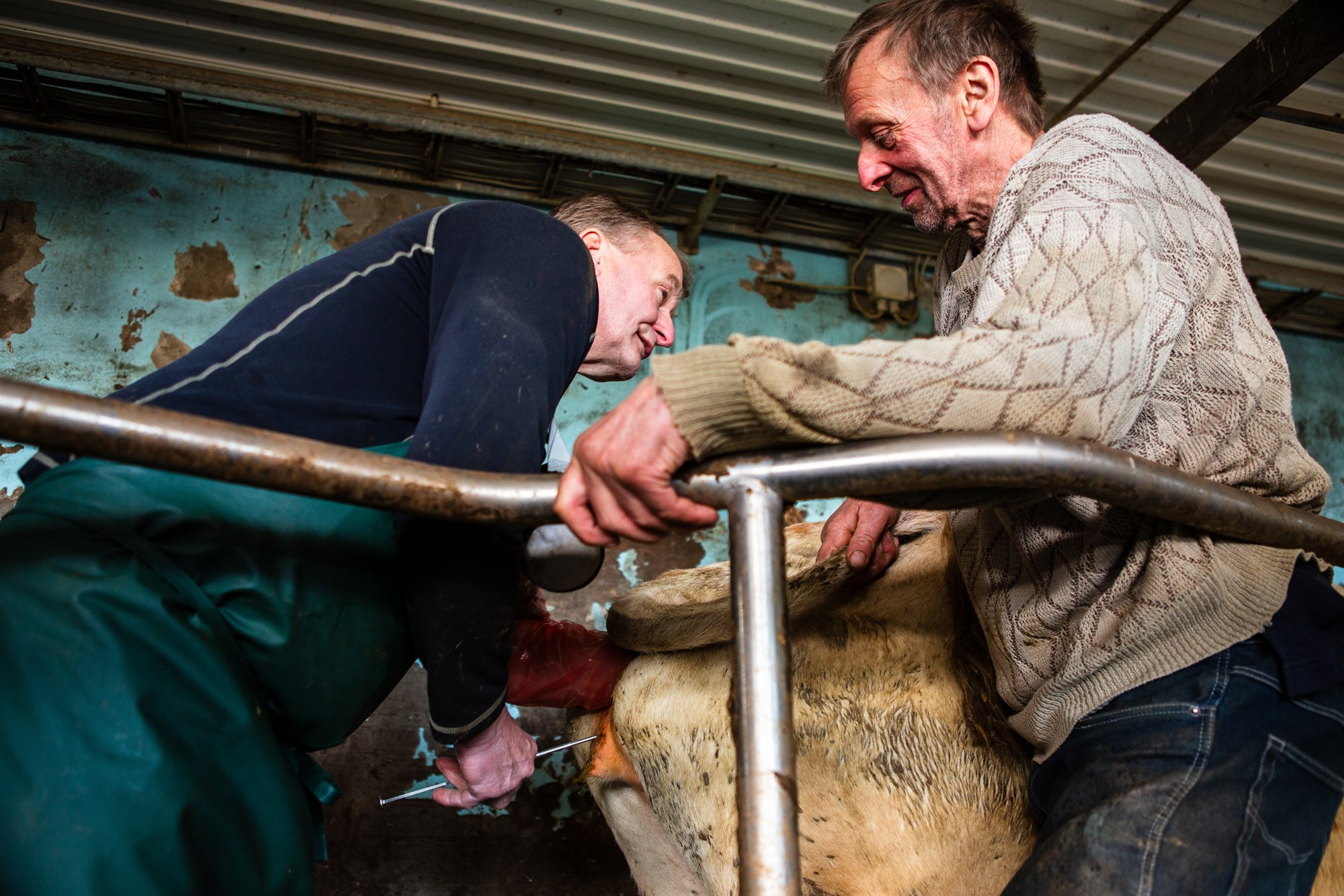 Bændur þakklátir frjótæknum