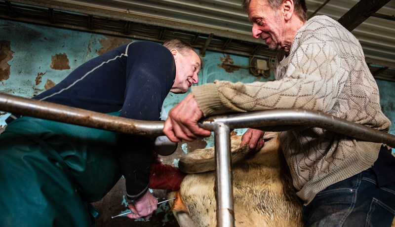 Bændur þakklátir frjótæknum