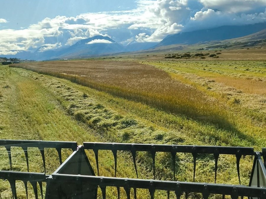 Kornþresking á Klauf í september. 
