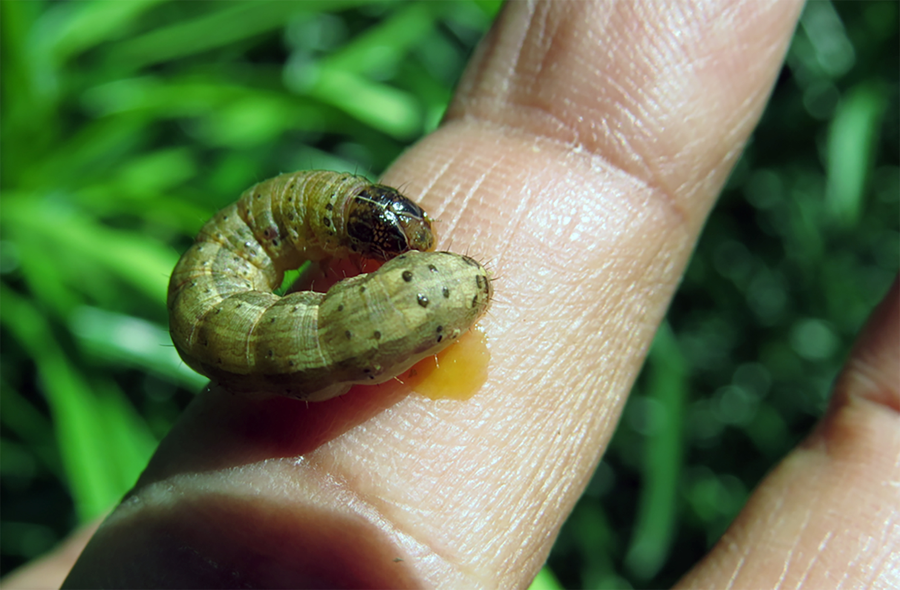 Herlirfan var fyrst skilgreind 1852