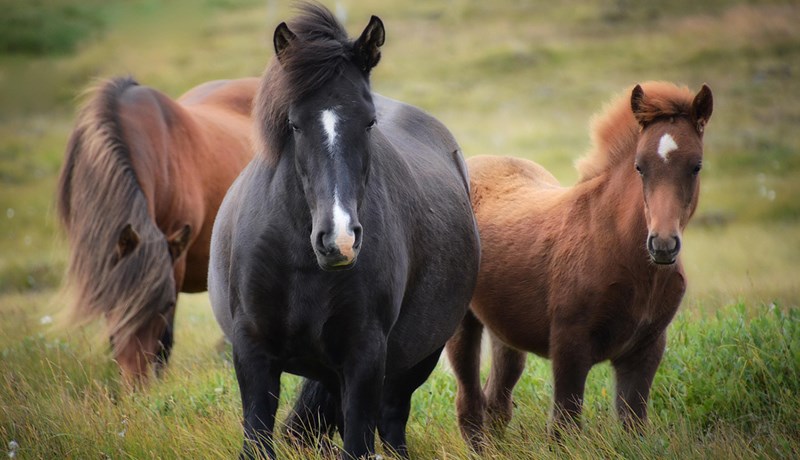 Dýraverndarsambandið kærir meint brot til lögreglu
