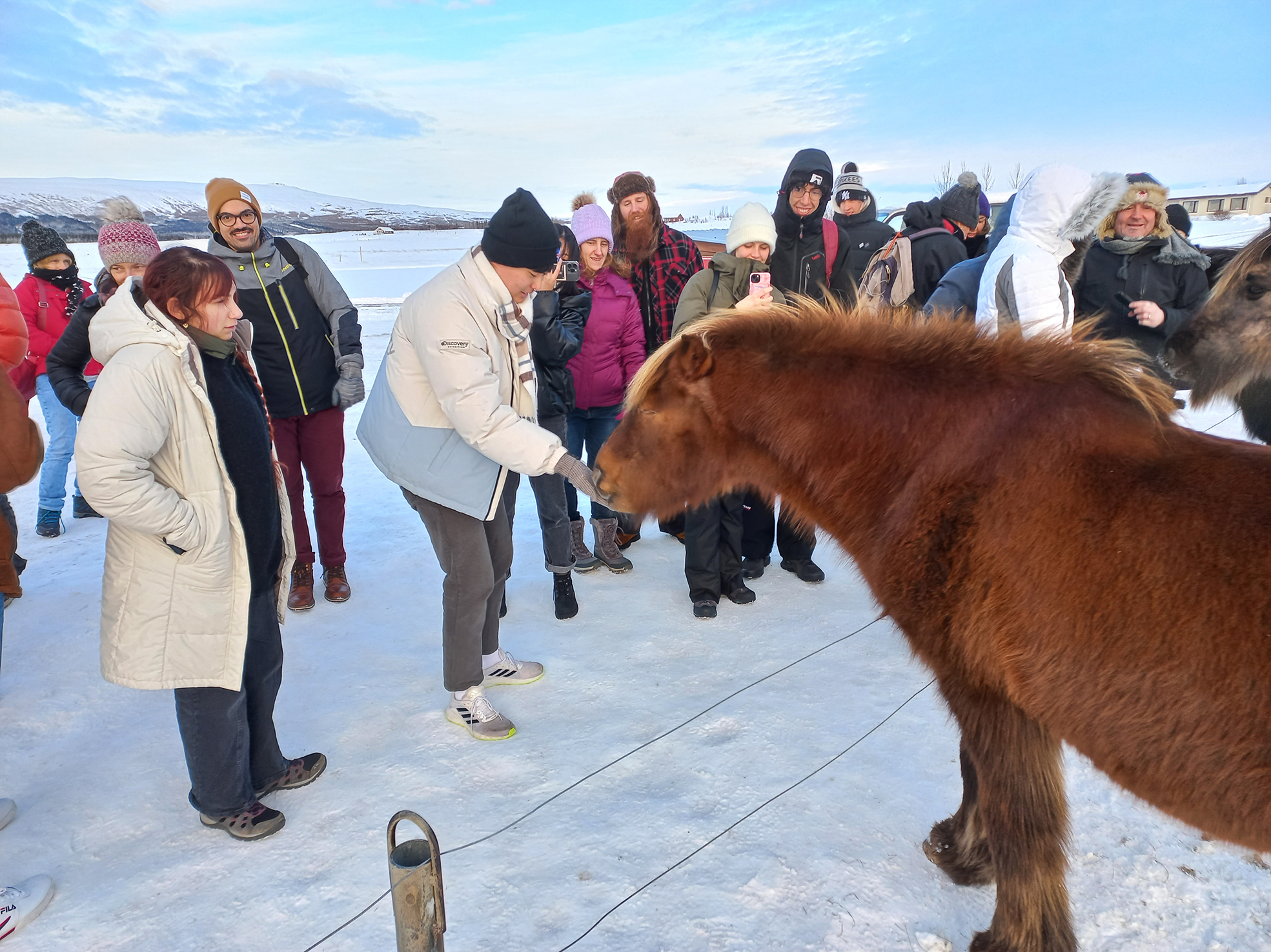 Of algengt að hestunum sé gefinn óþverri