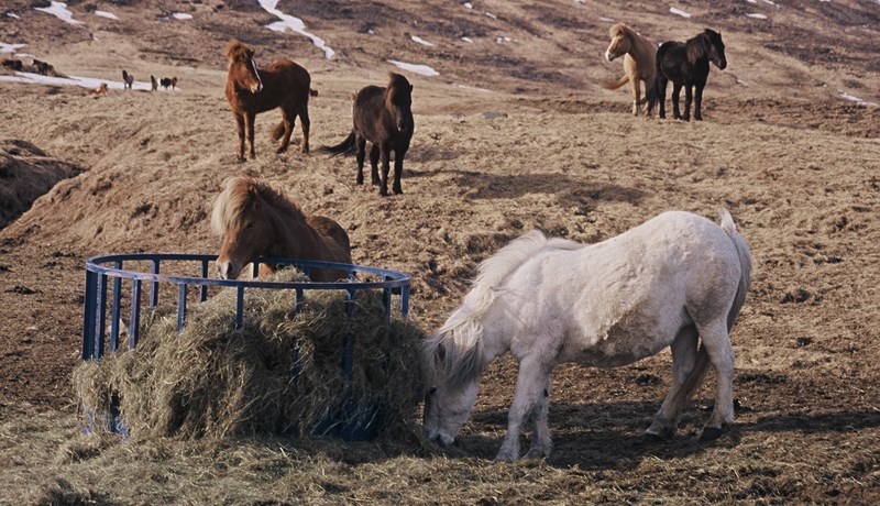 Starfsemi RML – Fimmti hluti