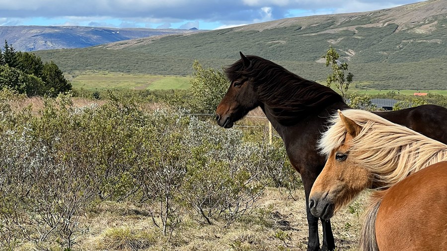 Í reglugerð um sjálfbæra landnýtingu reynist ómögulegt að skilja hvaða forsendur heimila landnýtingu hvers lands fyrir sig svo hún uppfylli skilyrði, að sögn greinarhöfundar.