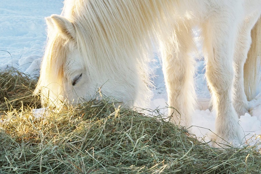 Mikilvægt að huga vel að dýrunum um áramótin