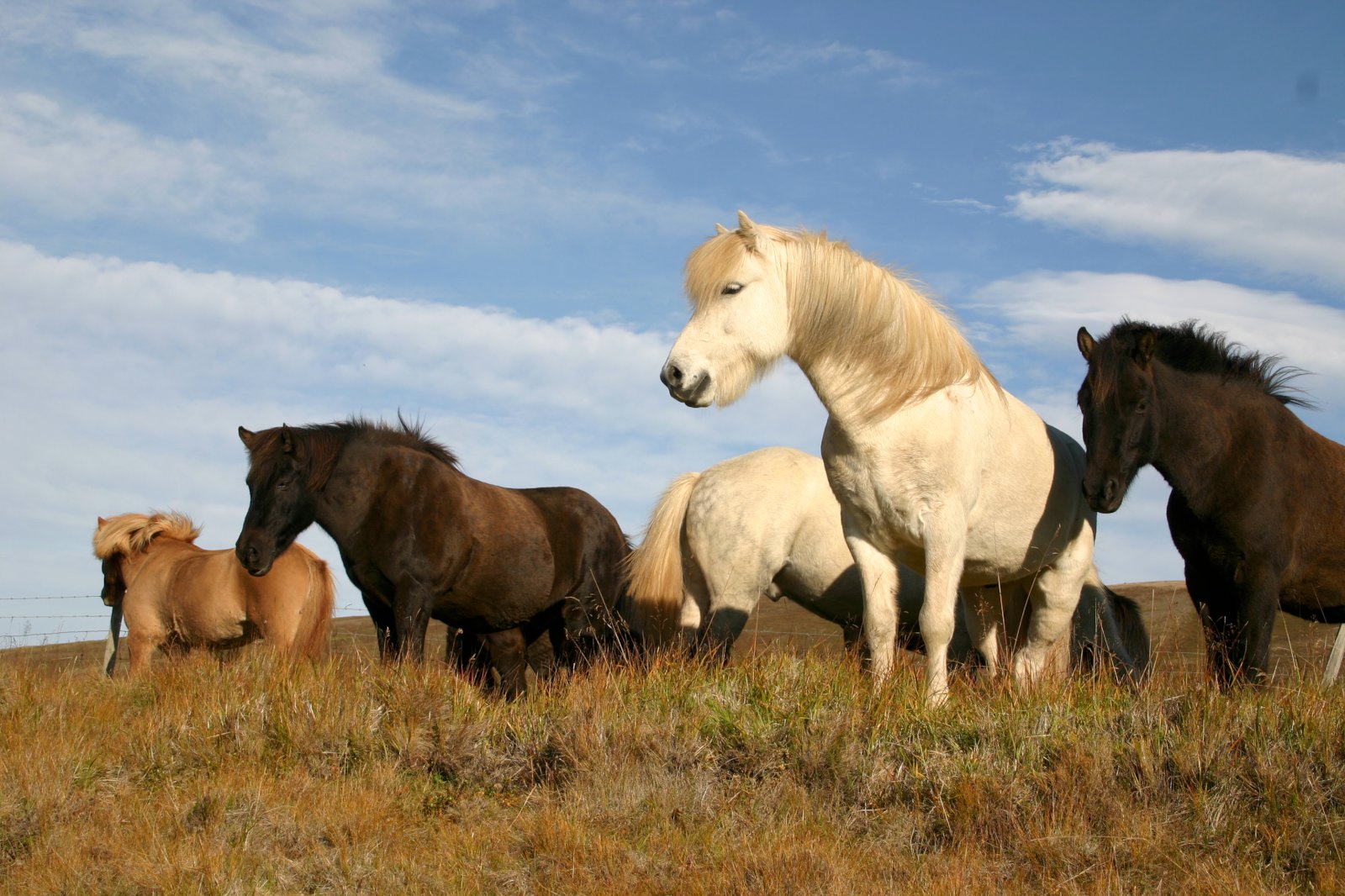 Aukin eftirspurn eftir hrossum