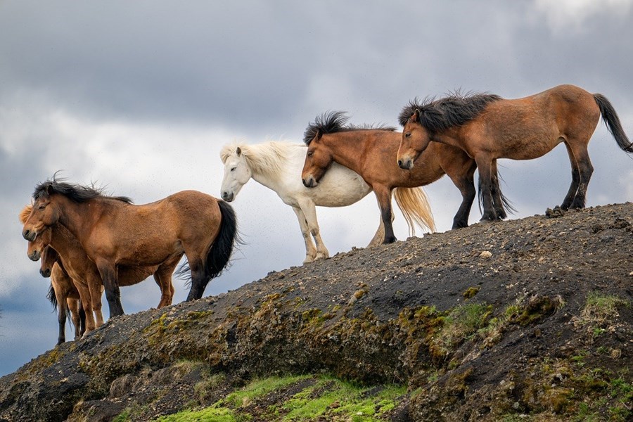 „Það má t.d. nefna rök fyrir því að innflutningur lifandi dýra þurfi sérstaka meðhöndlun vegna sögulegrar einangrunar landsins hvað það varðar. Það mun enginn setja sig á móti slíkum rökstuddum tillögum.“