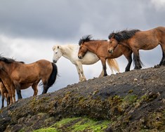 Hestur í kvöldmatinn?