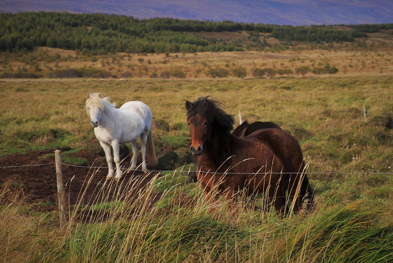 Forvarnir gegn hófsperru verði hluti af ábyrgu hestahaldi