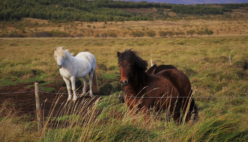 Forvarnir gegn hófsperru verði hluti af ábyrgu hestahaldi