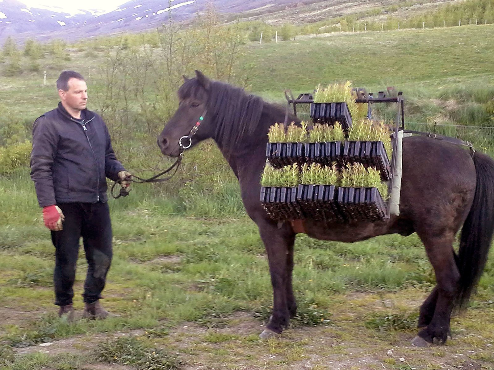 Þarfasti þjónninn notaður til plöntuflutninga