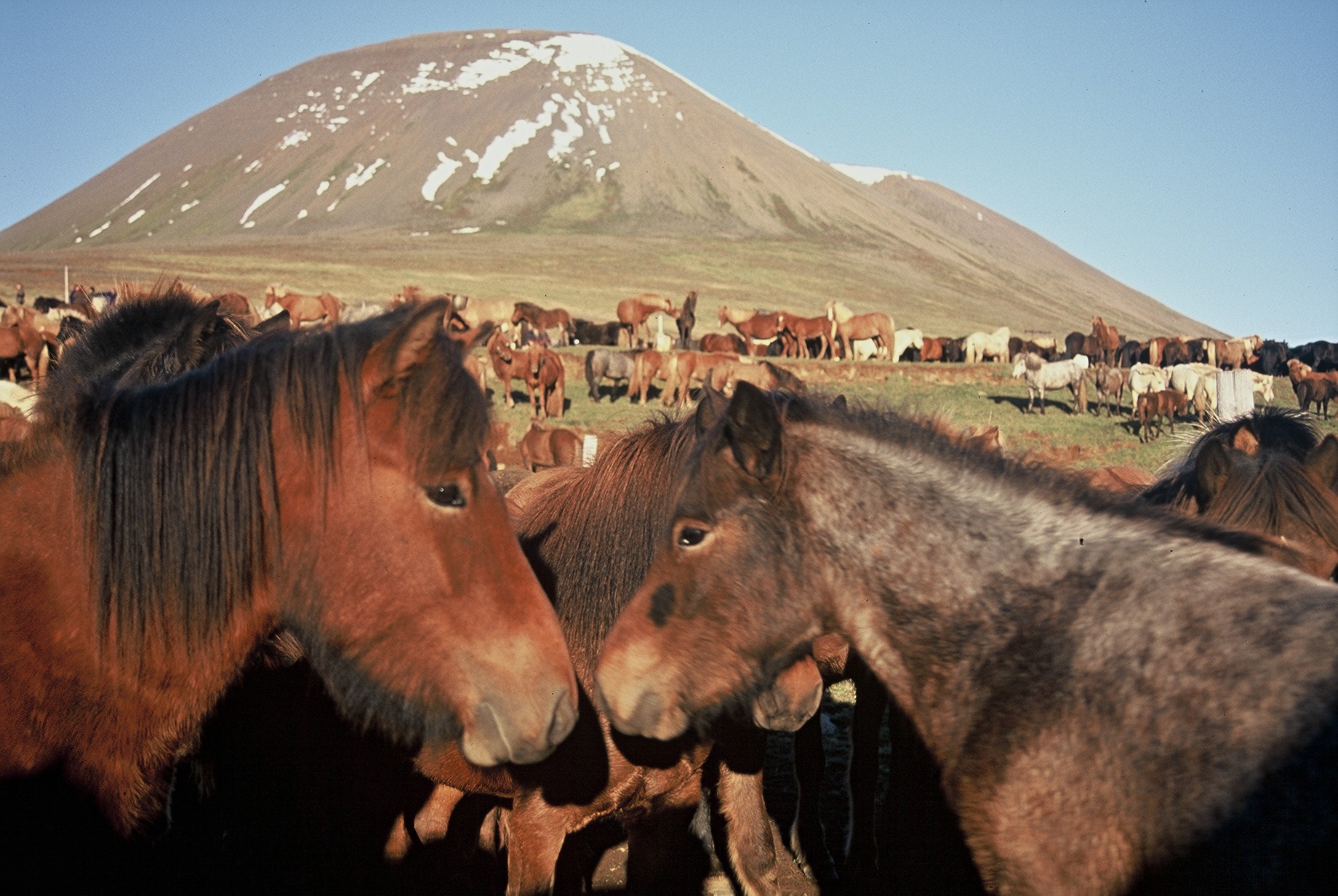 Vinsælustu hestanöfnin eru Perla og Blesi