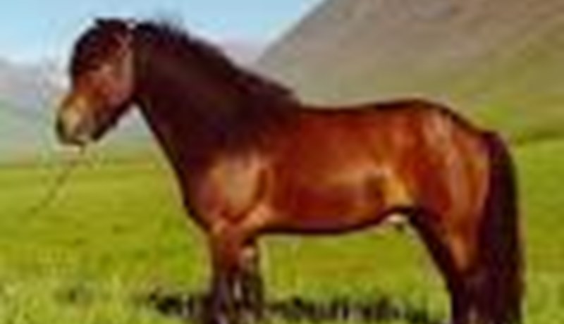 Kristinn Hugason ráðinn forstöðumaður Söguseturs íslenska hestsins