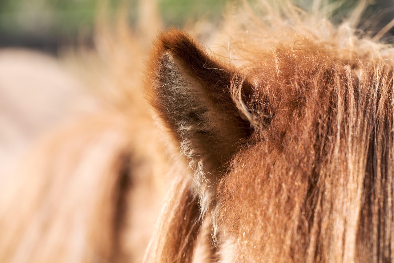 Hávaði á hestasýningum á við loftpressuhljóð