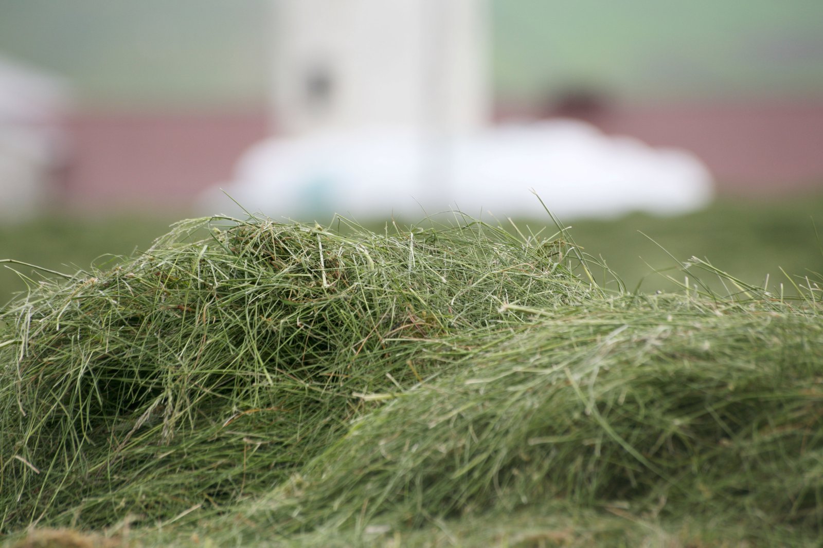 Rétt fóðrun byggir á að þekkja gróffóðurgæðin