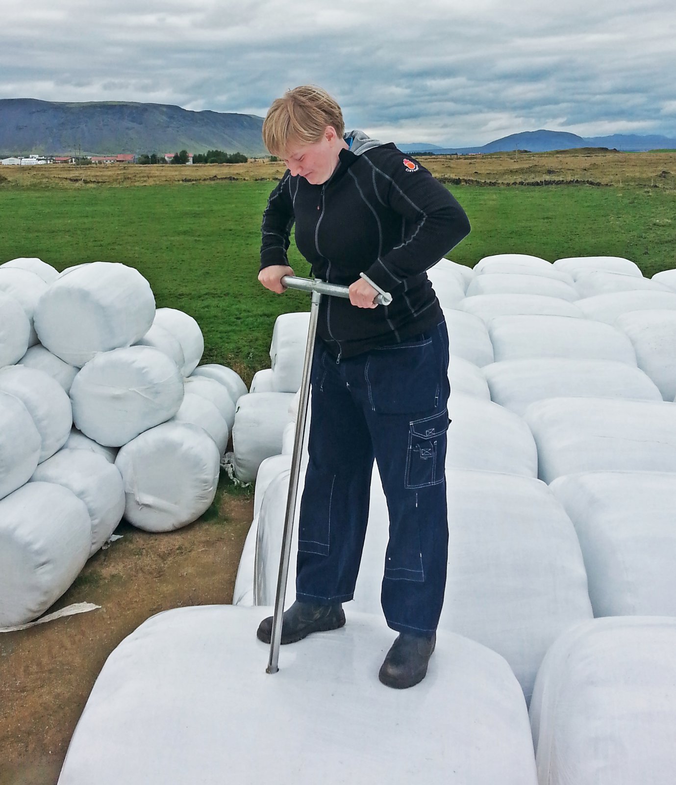 Heysýnataka og fóðuráætlanir