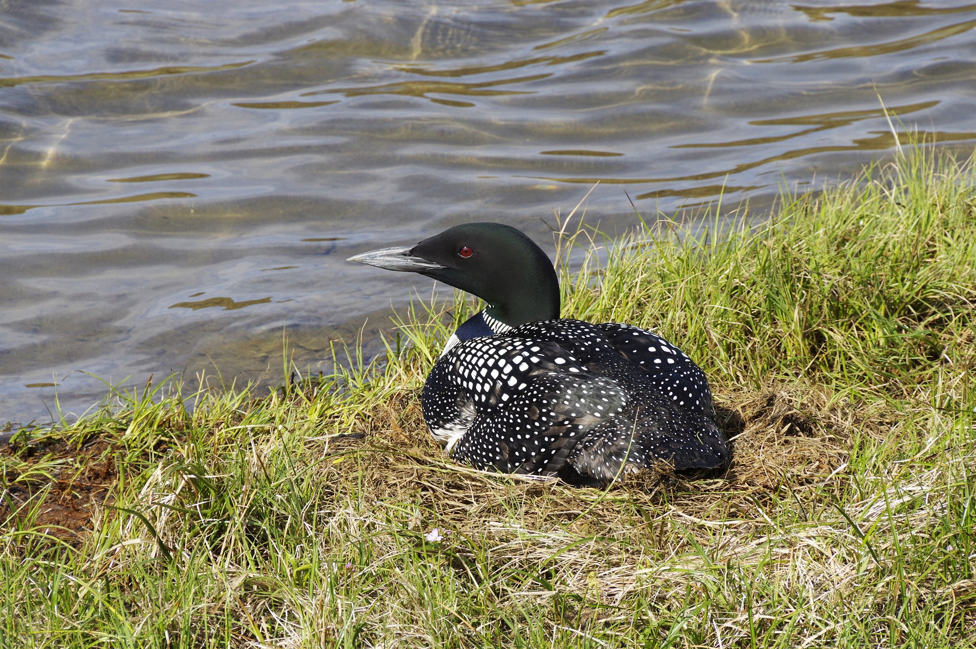 Fleiri himbrimar sjást en áður