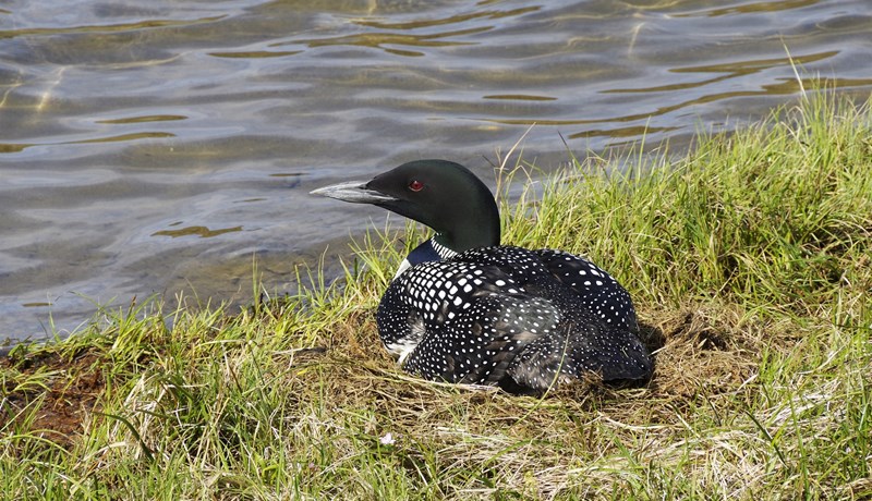 Fleiri himbrimar sjást en áður
