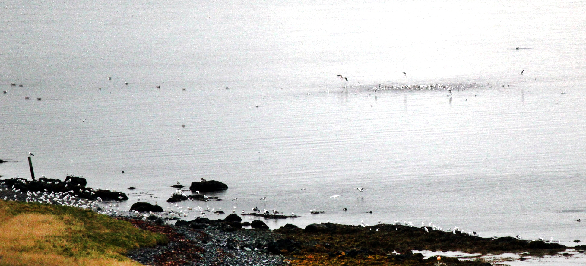 Hrossa- og æðarbændur á Vatnsnesi kvarta yfir mengun frá sláturhúsinu á Hvammstanga