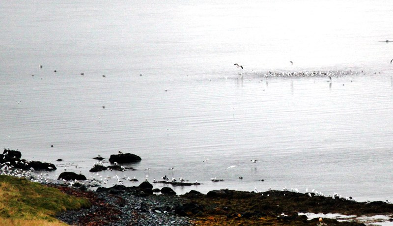 Hrossa- og æðarbændur á Vatnsnesi kvarta yfir mengun frá sláturhúsinu á Hvammstanga