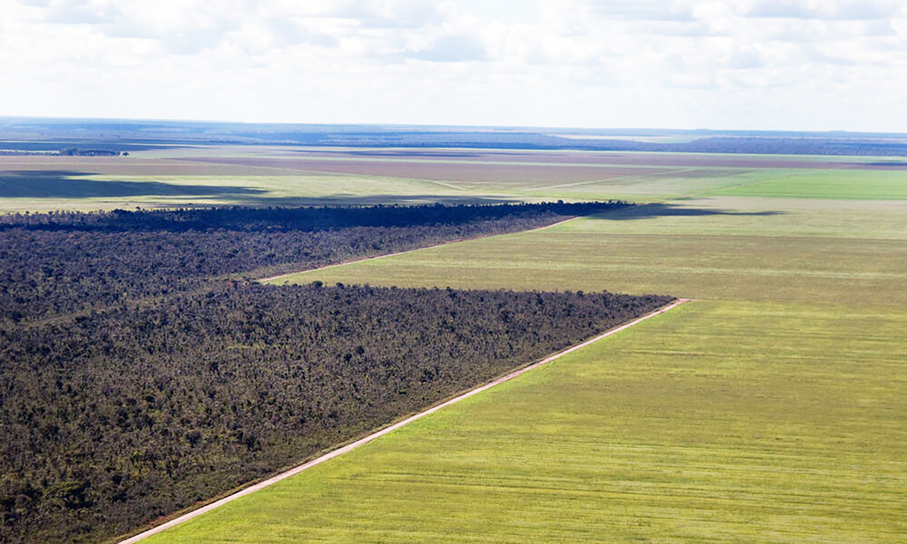 Stjórnlaus skógareyðing