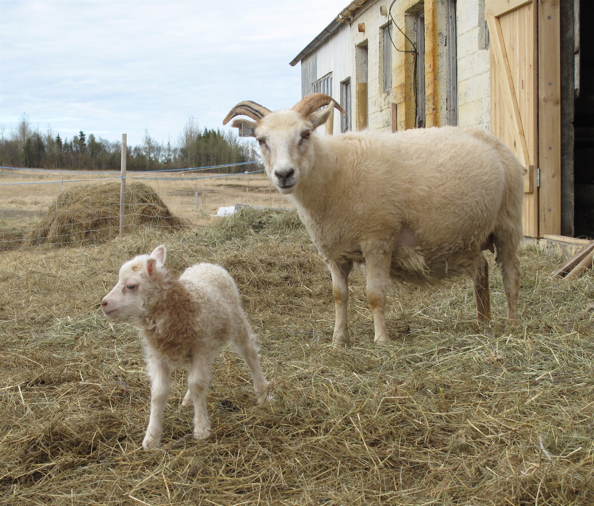 Sækja áhrif til Suður-Evrópu