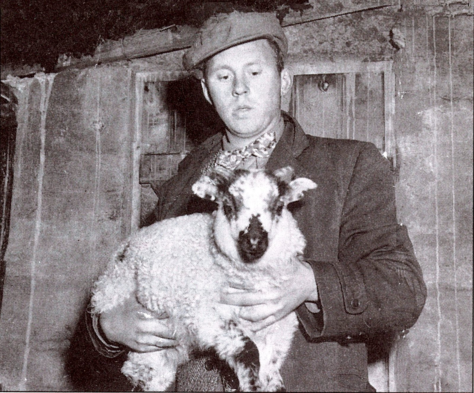 Blendingstilraunir á Hesti með skosk fjárkyn