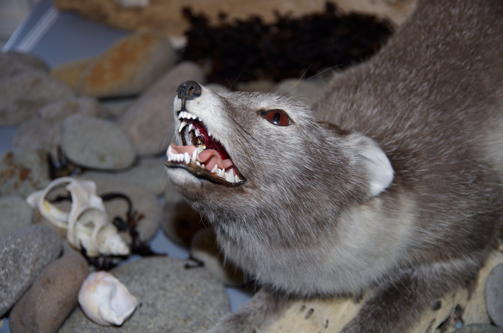 Minkur og refur − hvorki gras né garðakál borðar heilbrigð sál