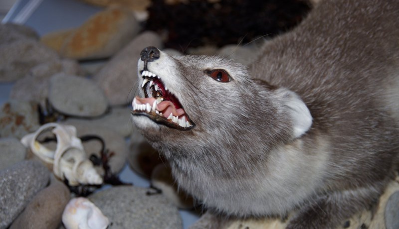 Minkur og refur − hvorki gras né garðakál borðar heilbrigð sál