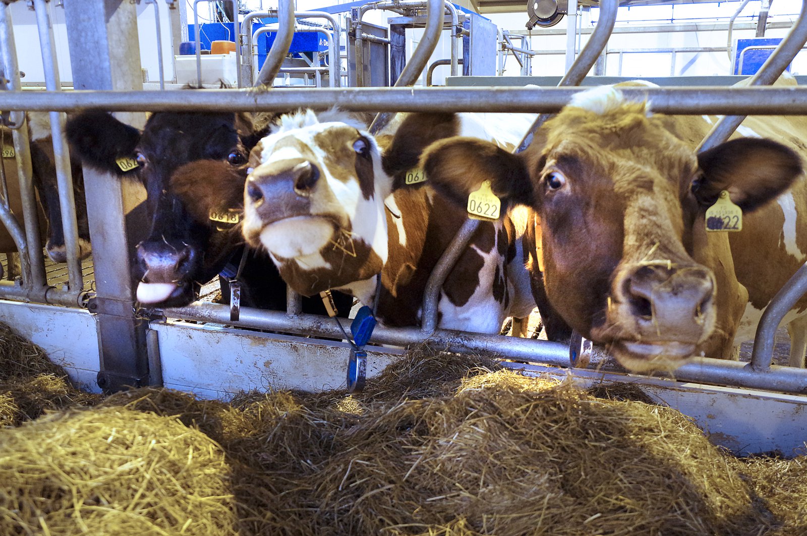 Innlausn á greiðslumarki mjólkur